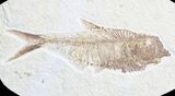 Detailed, Diplomystus Fossil Fish - Wyoming #63953-1